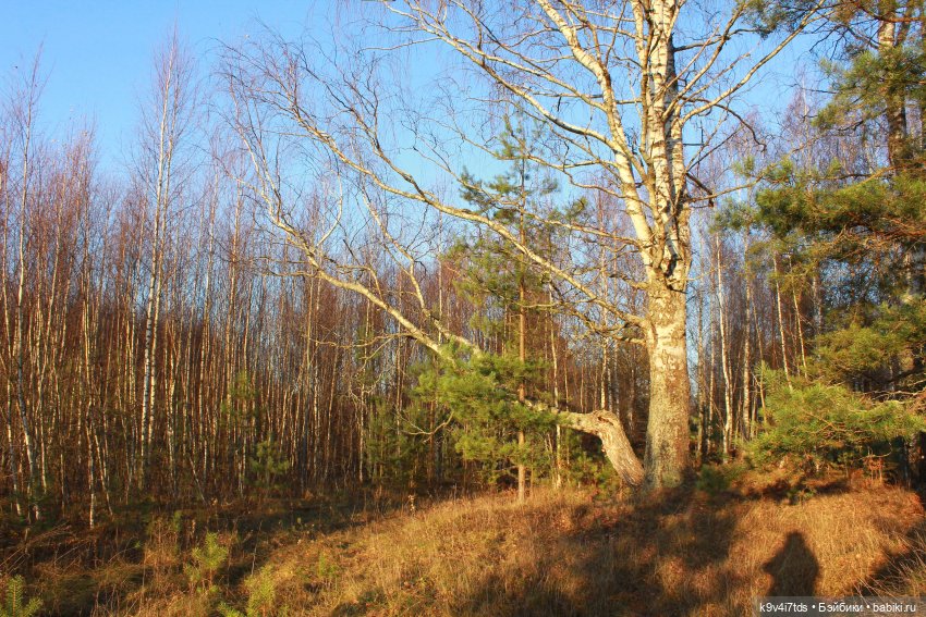 Чародейка Осень — Куклы Irrealdoll (Ирреалдолл): BJD (БЖД)