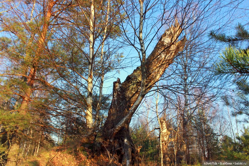 Чародейка Осень — Куклы Irrealdoll (Ирреалдолл): BJD (БЖД)