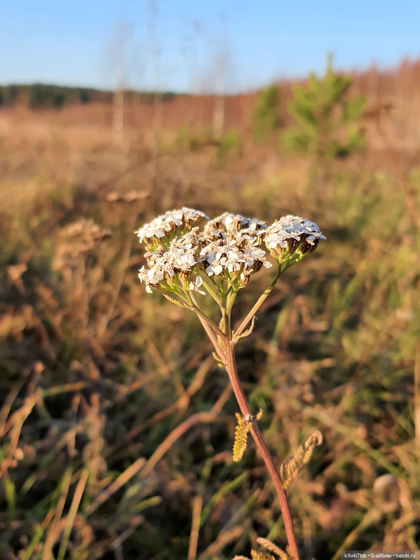 Чародейка Осень — Куклы Irrealdoll (Ирреалдолл): BJD (БЖД)
