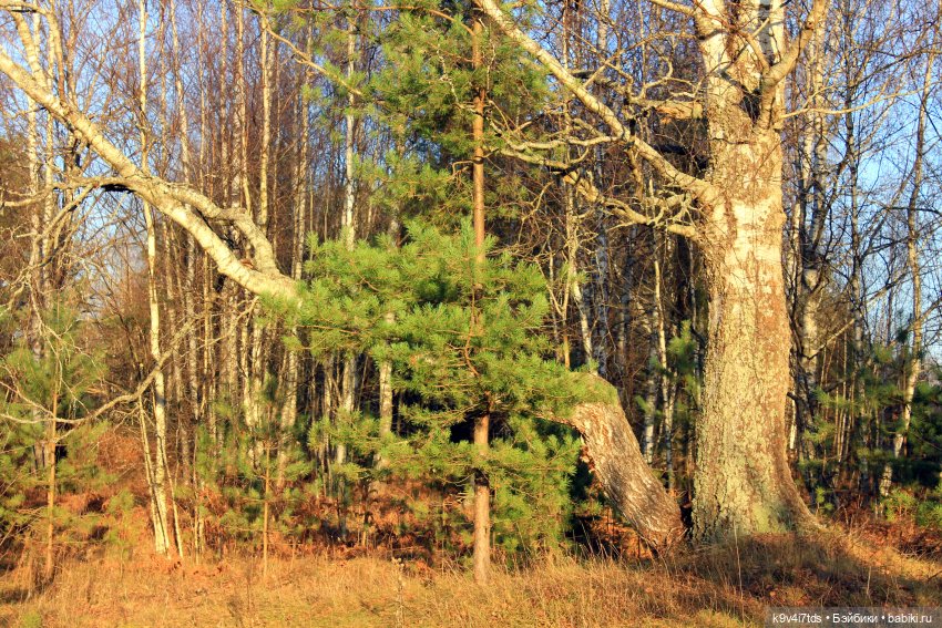 Чародейка Осень — Куклы Irrealdoll (Ирреалдолл): BJD (БЖД)