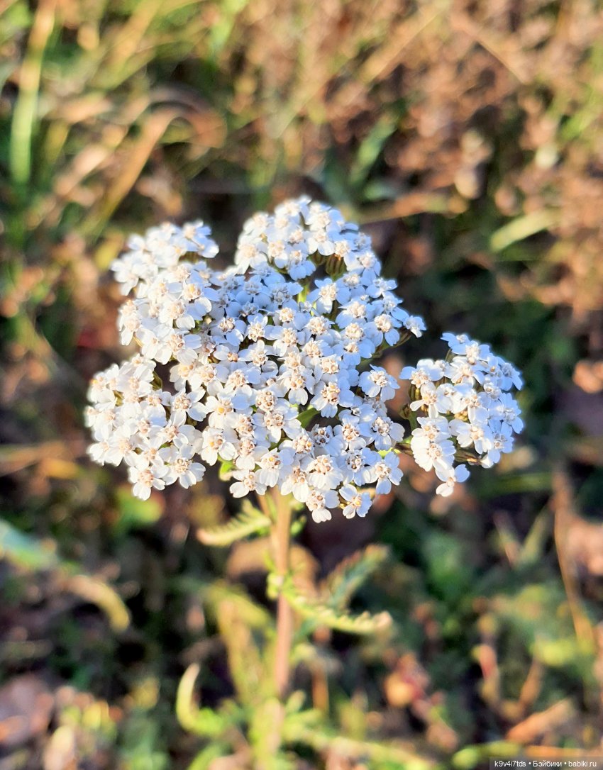 Чародейка Осень — Куклы Irrealdoll (Ирреалдолл): BJD (БЖД)