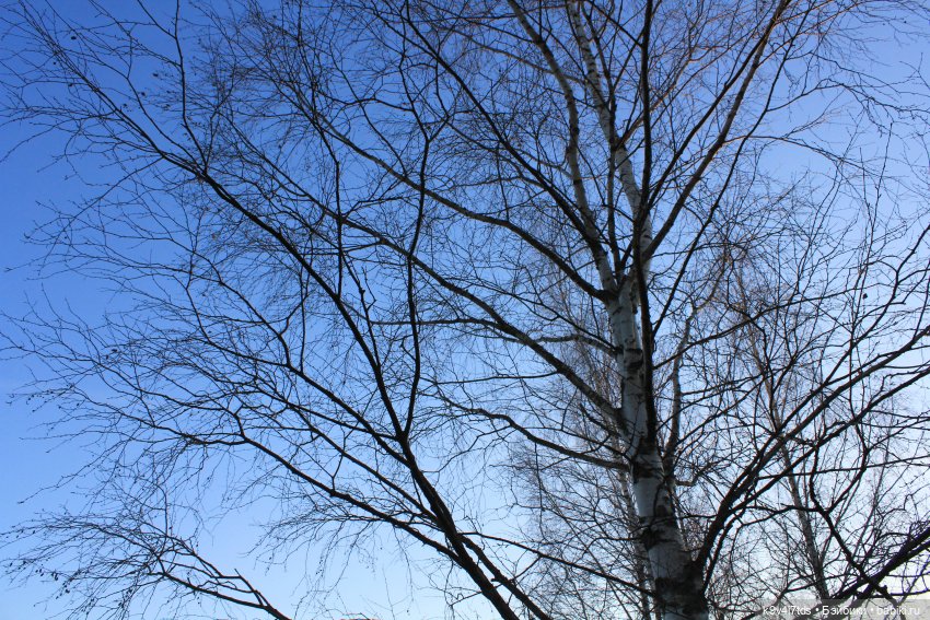 Чародейка Осень — Куклы Irrealdoll (Ирреалдолл): BJD (БЖД)