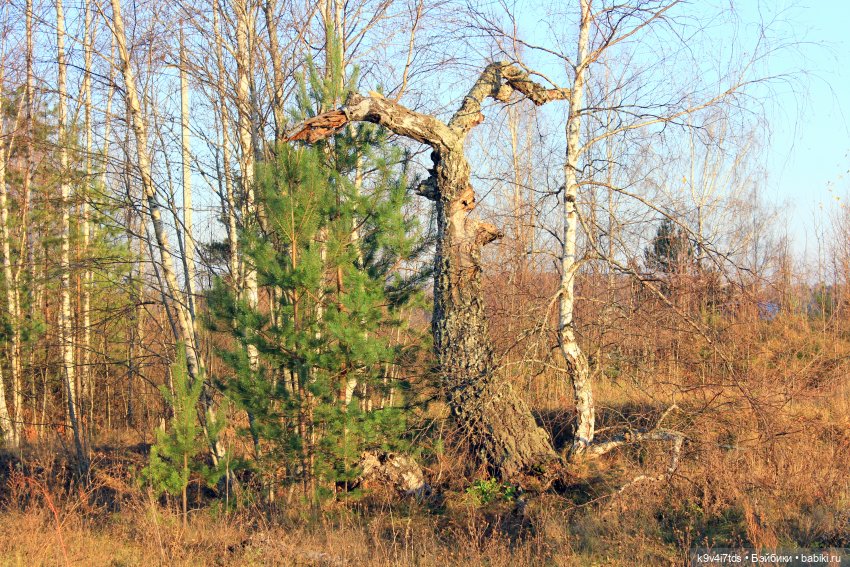 Чародейка Осень — Куклы Irrealdoll (Ирреалдолл): BJD (БЖД)