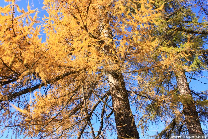 Золотая Осень в Грузинах | Бэйбики Золотая Осень в Грузинах — Куклы Sylvia Natterer (Сильвия Наттерер): Gotz