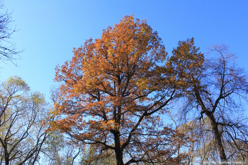 Золотая Осень в Грузинах | Бэйбики Золотая Осень в Грузинах — Куклы Sylvia Natterer (Сильвия Наттерер): Gotz