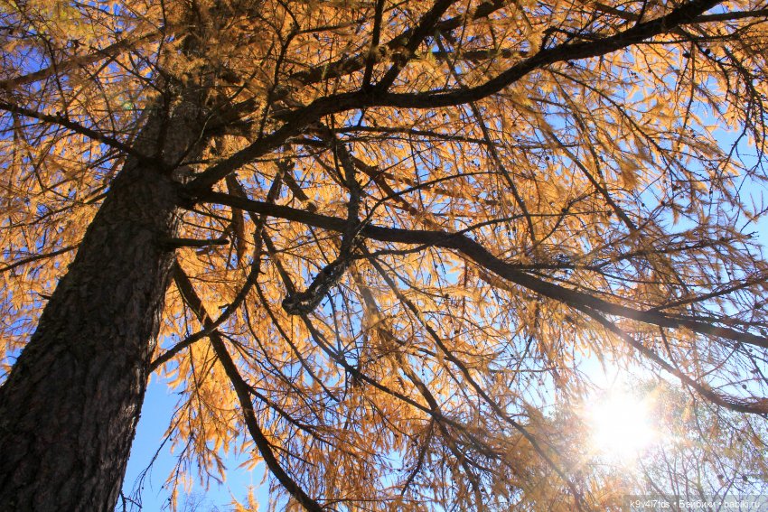 Золотая Осень в Грузинах | Бэйбики Золотая Осень в Грузинах — Куклы Sylvia Natterer (Сильвия Наттерер): Gotz