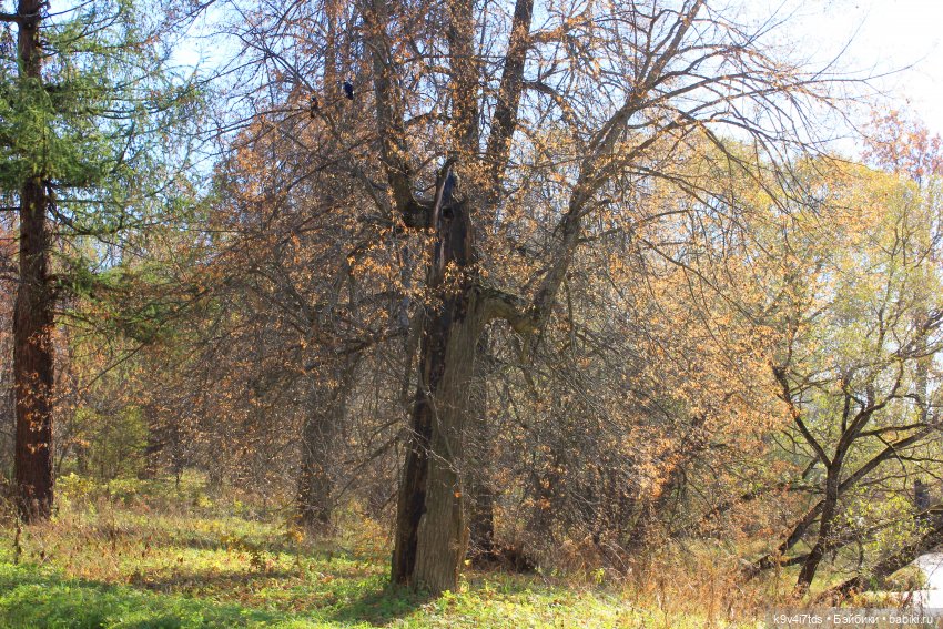 Золотая Осень в Грузинах | Бэйбики Золотая Осень в Грузинах — Куклы Sylvia Natterer (Сильвия Наттерер): Gotz