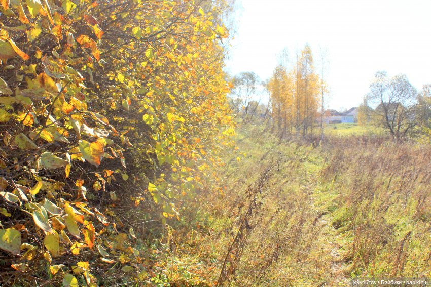 Золотая Осень в Грузинах | Бэйбики Золотая Осень в Грузинах — Куклы Sylvia Natterer (Сильвия Наттерер): Gotz