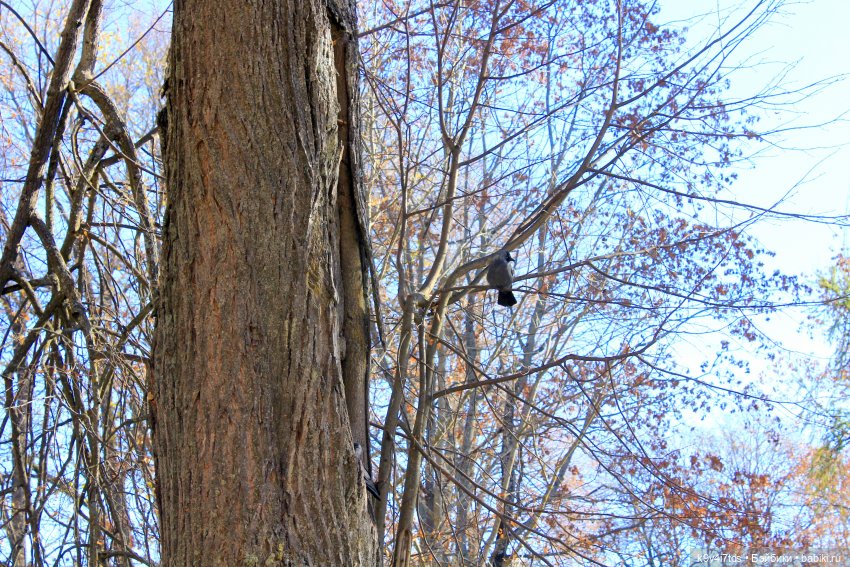 Золотая Осень в Грузинах | Бэйбики Золотая Осень в Грузинах — Куклы Sylvia Natterer (Сильвия Наттерер): Gotz