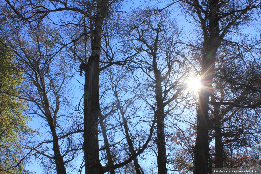 Золотая Осень в Грузинах | Бэйбики Золотая Осень в Грузинах — Куклы Sylvia Natterer (Сильвия Наттерер): Gotz