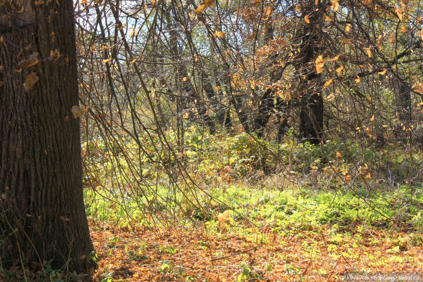 Золотая Осень в Грузинах | Бэйбики Золотая Осень в Грузинах — Куклы Sylvia Natterer (Сильвия Наттерер): Gotz