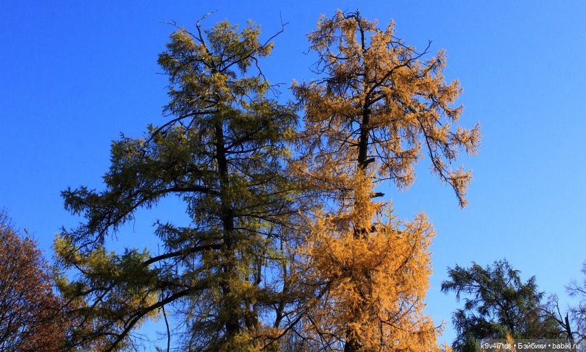 Золотая Осень в Грузинах | Бэйбики Золотая Осень в Грузинах — Куклы Sylvia Natterer (Сильвия Наттерер): Gotz