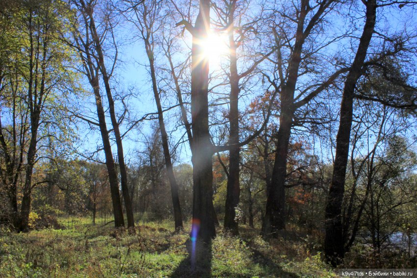 Золотая Осень в Грузинах | Бэйбики Золотая Осень в Грузинах — Куклы Sylvia Natterer (Сильвия Наттерер): Gotz