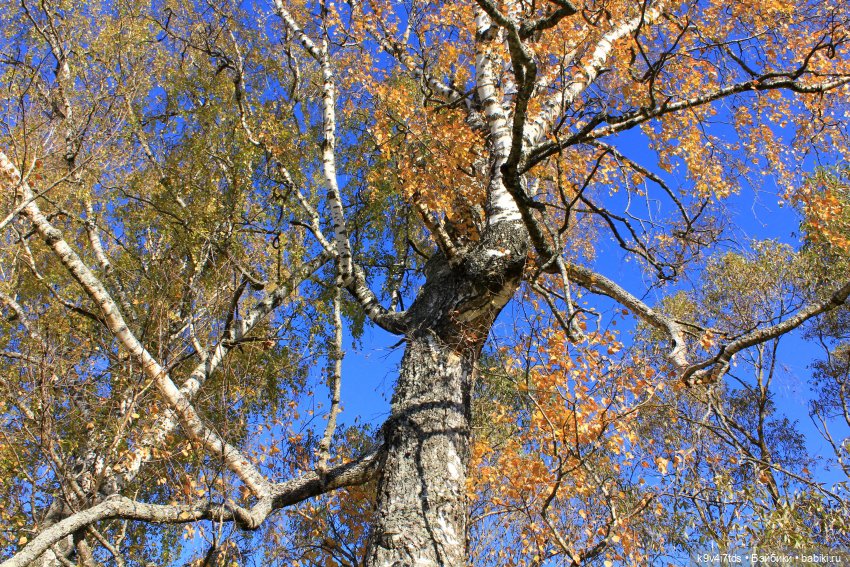 Золотая Осень в Грузинах | Бэйбики Золотая Осень в Грузинах — Куклы Sylvia Natterer (Сильвия Наттерер): Gotz