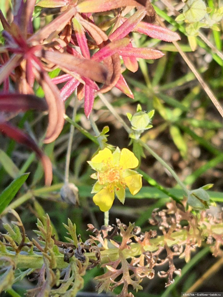 Золотая Осень в Грузинах | Бэйбики Золотая Осень в Грузинах — Куклы Sylvia Natterer (Сильвия Наттерер): Gotz