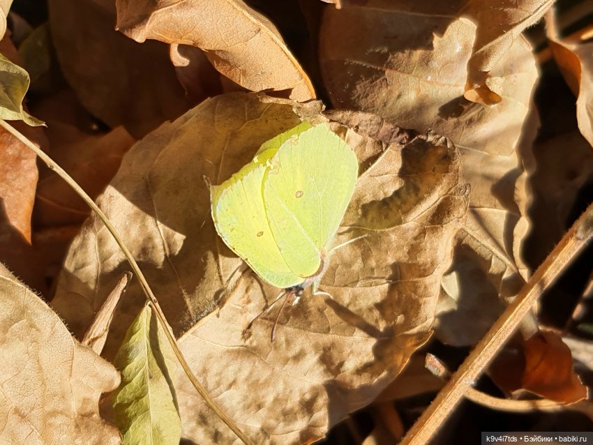 Золотая Осень в Грузинах | Бэйбики Золотая Осень в Грузинах — Куклы Sylvia Natterer (Сильвия Наттерер): Gotz