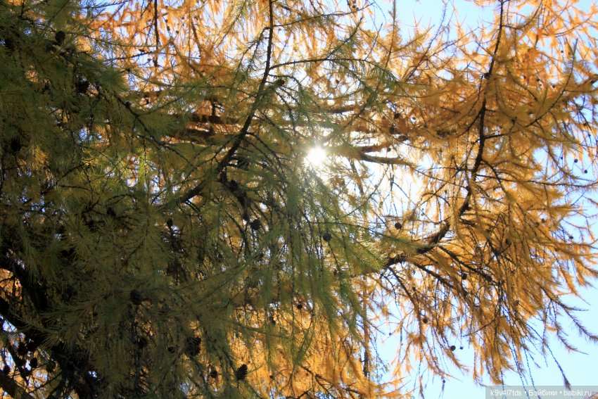 Золотая Осень в Грузинах | Бэйбики Золотая Осень в Грузинах — Куклы Sylvia Natterer (Сильвия Наттерер): Gotz