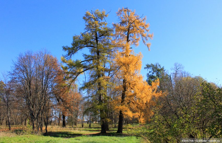 Золотая Осень в Грузинах | Бэйбики Золотая Осень в Грузинах — Куклы Sylvia Natterer (Сильвия Наттерер): Gotz