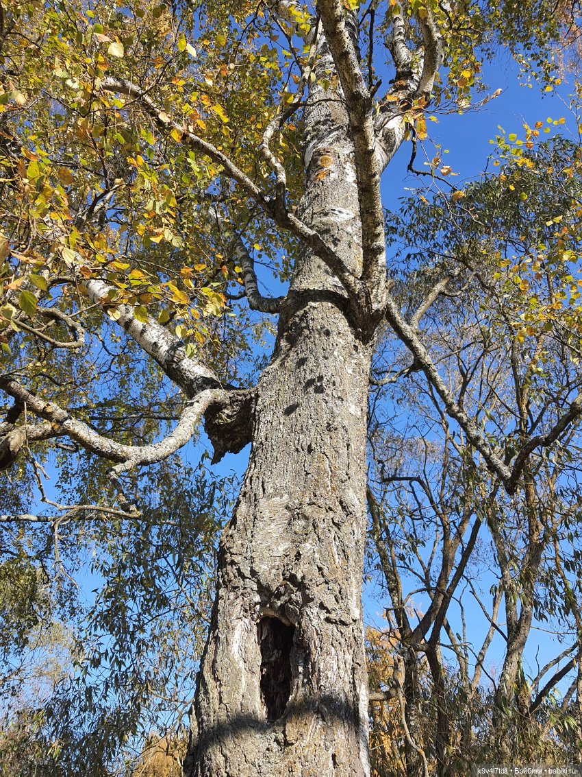 Золотая Осень в Грузинах | Бэйбики Золотая Осень в Грузинах — Куклы Sylvia Natterer (Сильвия Наттерер): Gotz