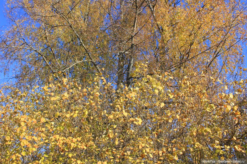 Золотая Осень в Грузинах | Бэйбики Золотая Осень в Грузинах — Куклы Sylvia Natterer (Сильвия Наттерер): Gotz