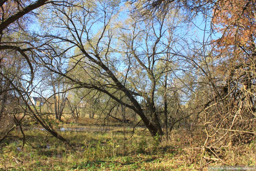 Золотая Осень в Грузинах | Бэйбики Золотая Осень в Грузинах — Куклы Sylvia Natterer (Сильвия Наттерер): Gotz