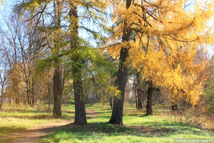 Золотая Осень в Грузинах | Бэйбики Золотая Осень в Грузинах — Куклы Sylvia Natterer (Сильвия Наттерер): Gotz