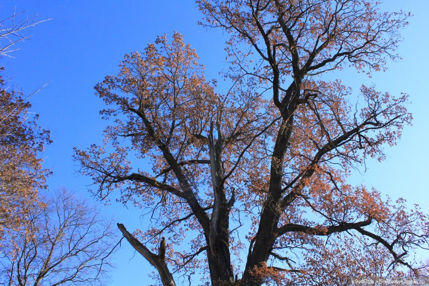 Золотая Осень в Грузинах | Бэйбики Золотая Осень в Грузинах — Куклы Sylvia Natterer (Сильвия Наттерер): Gotz
