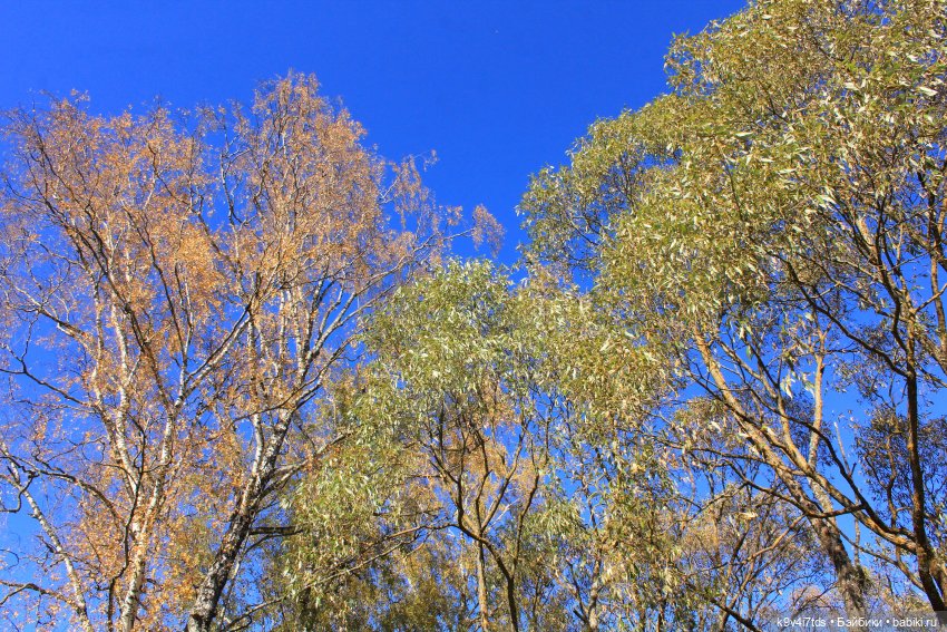 Золотая Осень в Грузинах | Бэйбики Золотая Осень в Грузинах — Куклы Sylvia Natterer (Сильвия Наттерер): Gotz