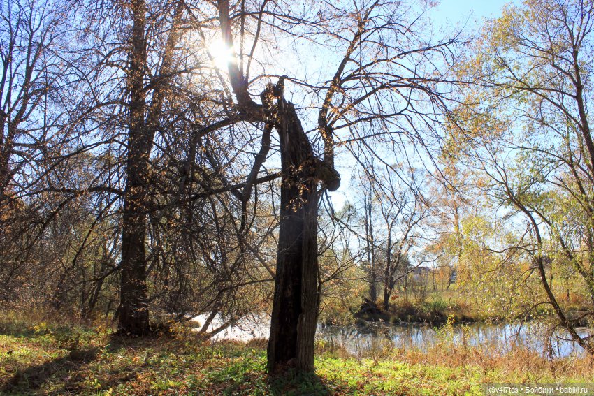 Золотая Осень в Грузинах | Бэйбики Золотая Осень в Грузинах — Куклы Sylvia Natterer (Сильвия Наттерер): Gotz
