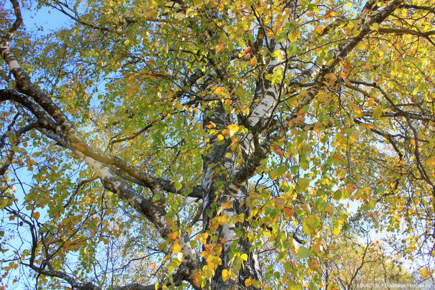 Золотая Осень в Грузинах | Бэйбики Золотая Осень в Грузинах — Куклы Sylvia Natterer (Сильвия Наттерер): Gotz