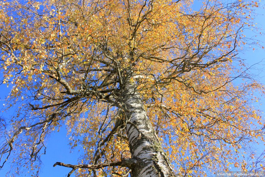 Золотая Осень в Грузинах | Бэйбики Золотая Осень в Грузинах — Куклы Sylvia Natterer (Сильвия Наттерер): Gotz