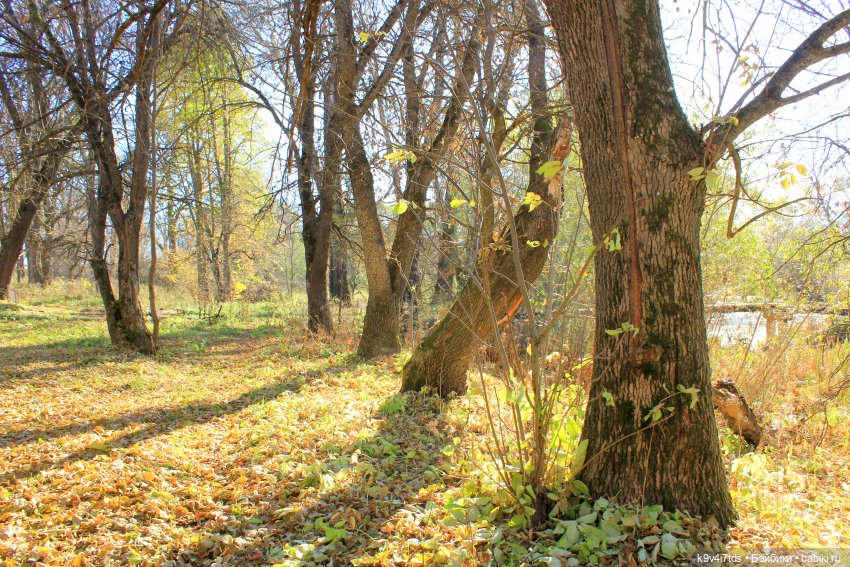 Золотая Осень в Грузинах | Бэйбики Золотая Осень в Грузинах — Куклы Sylvia Natterer (Сильвия Наттерер): Gotz