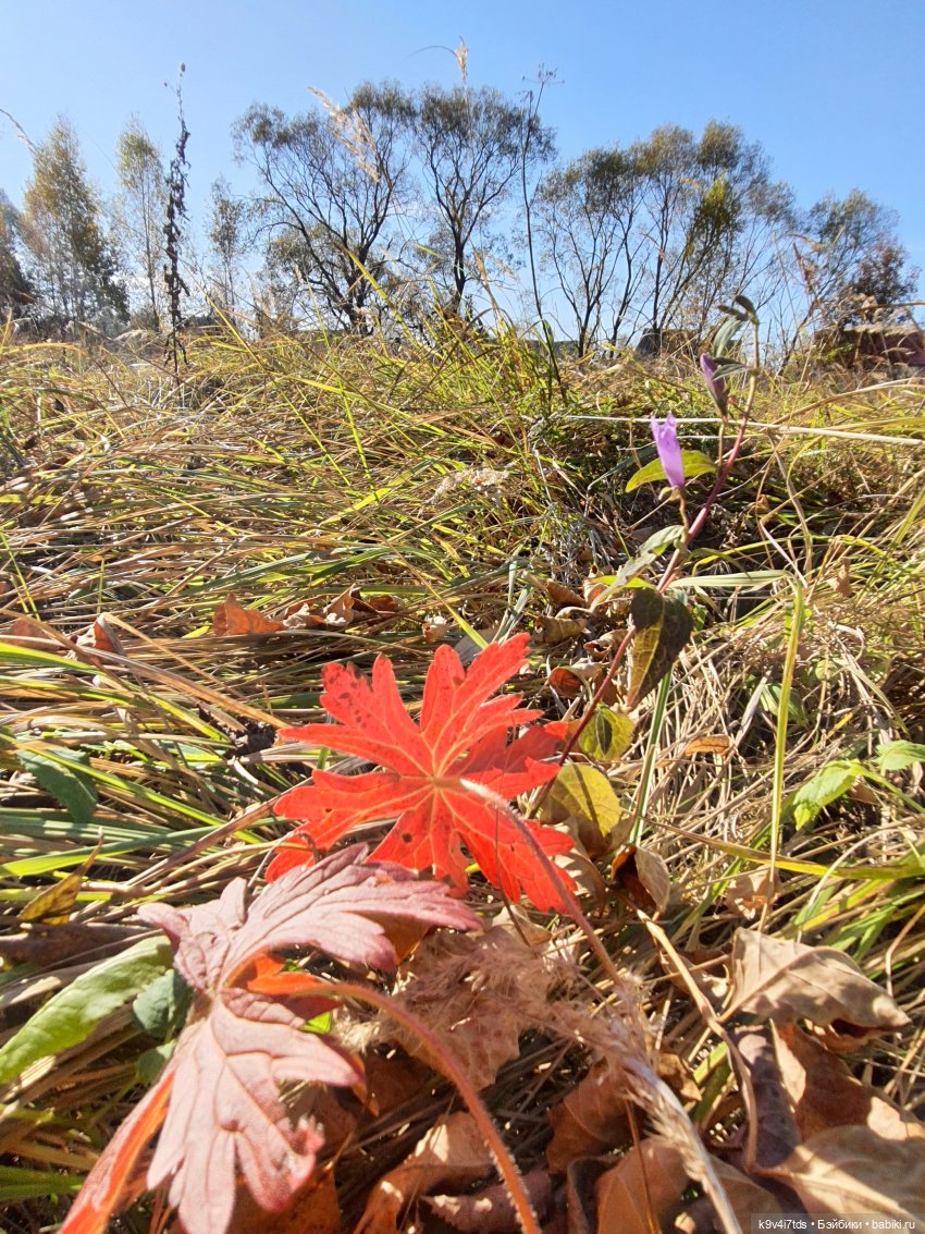 Золотая Осень в Грузинах | Бэйбики Золотая Осень в Грузинах — Куклы Sylvia Natterer (Сильвия Наттерер): Gotz