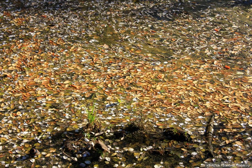 Золотая Осень в Грузинах | Бэйбики Золотая Осень в Грузинах — Куклы Sylvia Natterer (Сильвия Наттерер): Gotz