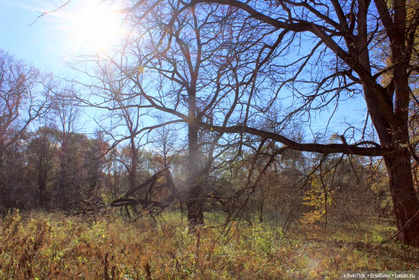 Золотая Осень в Грузинах | Бэйбики Золотая Осень в Грузинах — Куклы Sylvia Natterer (Сильвия Наттерер): Gotz