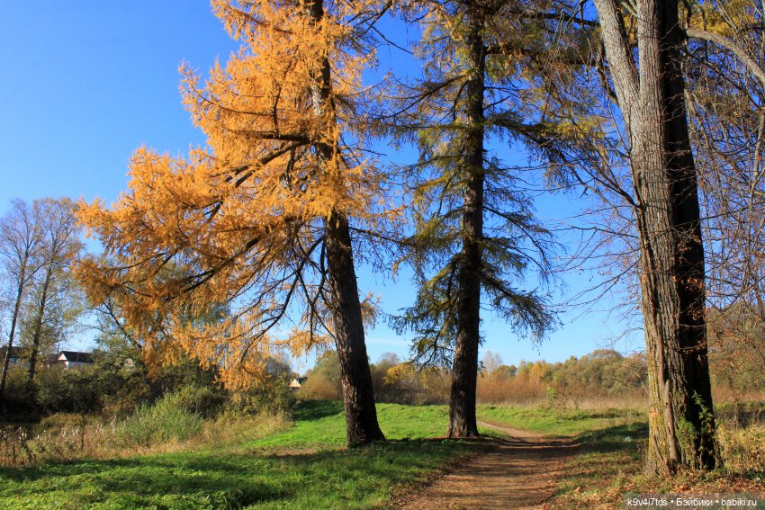 Золотая Осень в Грузинах | Бэйбики Золотая Осень в Грузинах — Куклы Sylvia Natterer (Сильвия Наттерер): Gotz