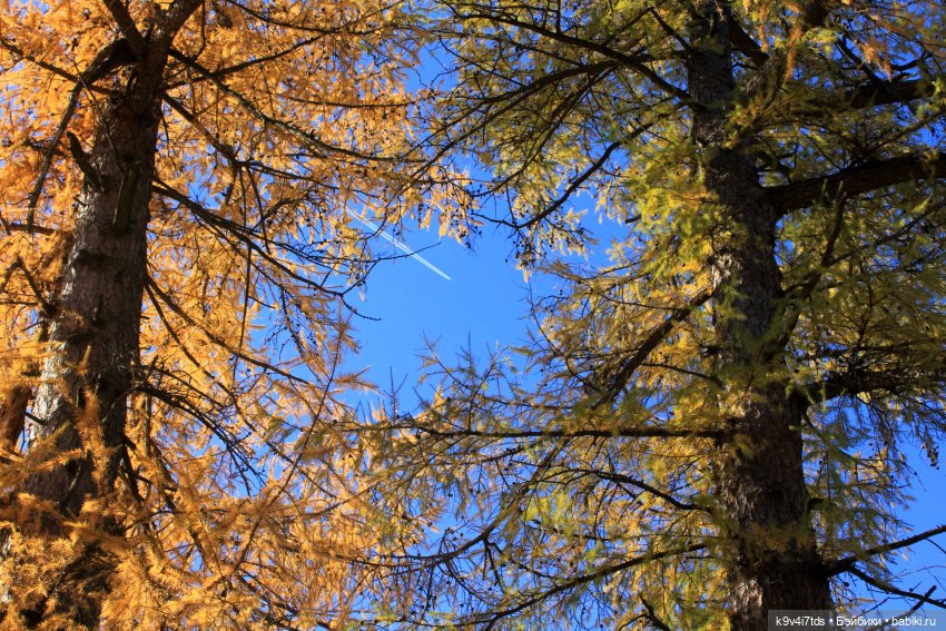 Золотая Осень в Грузинах | Бэйбики Золотая Осень в Грузинах — Куклы Sylvia Natterer (Сильвия Наттерер): Gotz