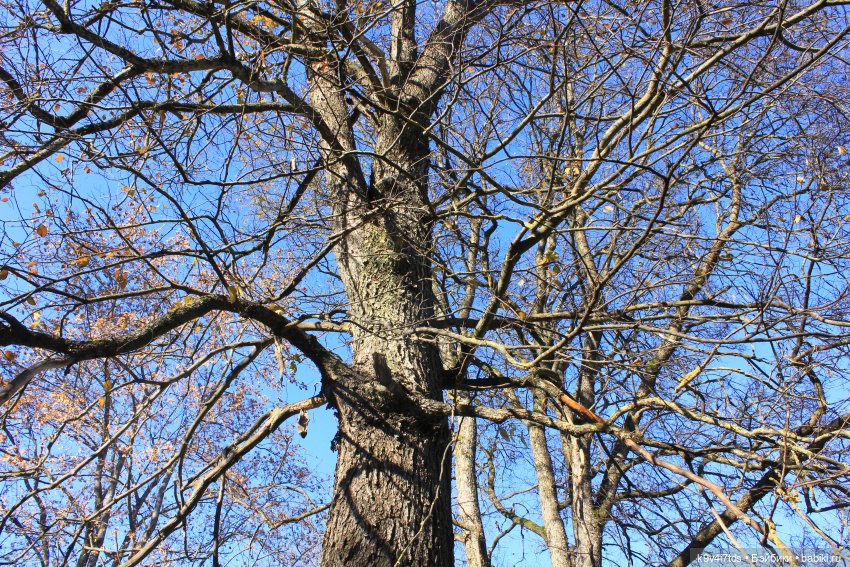 Золотая Осень в Грузинах | Бэйбики Золотая Осень в Грузинах — Куклы Sylvia Natterer (Сильвия Наттерер): Gotz