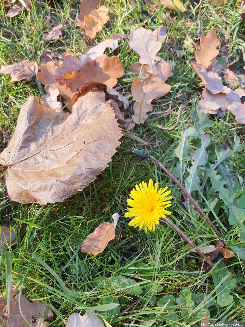 Золотая Осень в Грузинах | Бэйбики Золотая Осень в Грузинах — Куклы Sylvia Natterer (Сильвия Наттерер): Gotz