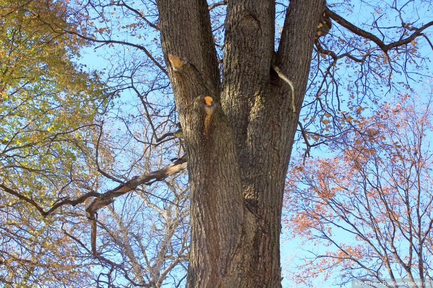 Золотая Осень в Грузинах | Бэйбики Золотая Осень в Грузинах — Куклы Sylvia Natterer (Сильвия Наттерер): Gotz