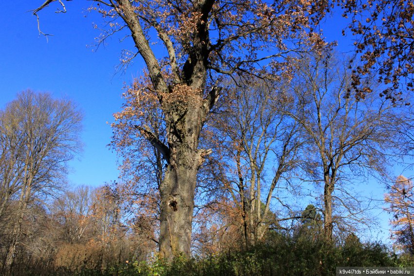 Золотая Осень в Грузинах | Бэйбики Золотая Осень в Грузинах — Куклы Sylvia Natterer (Сильвия Наттерер): Gotz