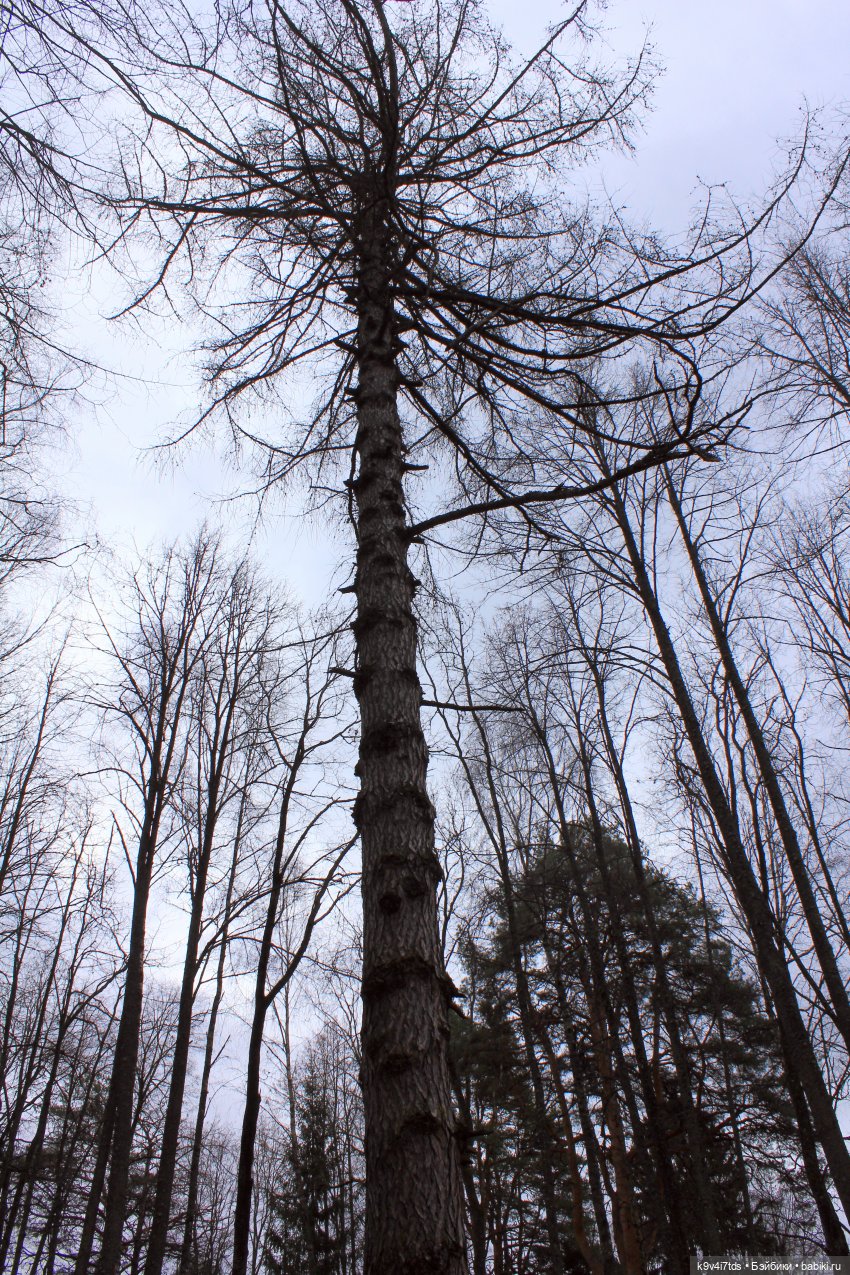 День Седьмого ноября в Усадьбе "Василёво"