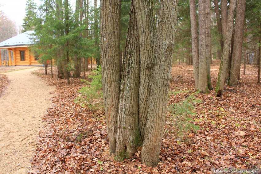 День Седьмого ноября в Усадьбе "Василёво"
