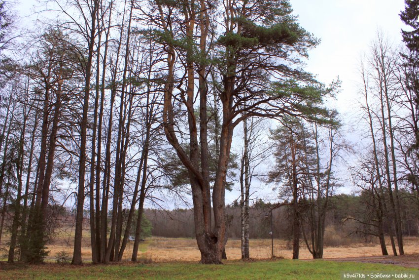 День Седьмого ноября в Усадьбе "Василёво"