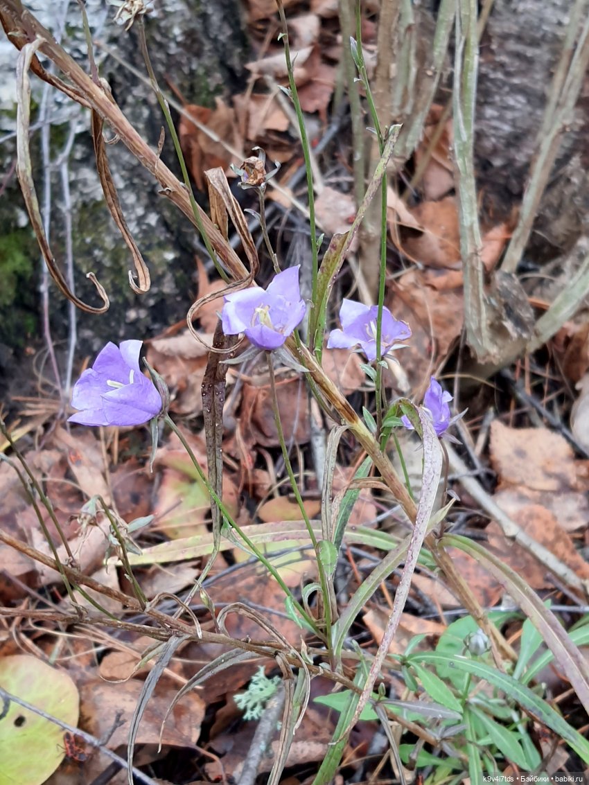 День Седьмого ноября в Усадьбе "Василёво"