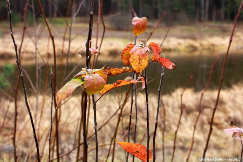 День Седьмого ноября в Усадьбе "Василёво"