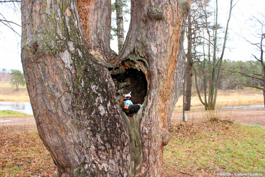 День Седьмого ноября в Усадьбе "Василёво"