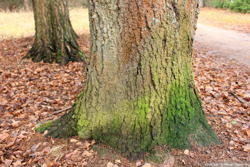 День Седьмого ноября в Усадьбе "Василёво", заключительная часть (фото 6)