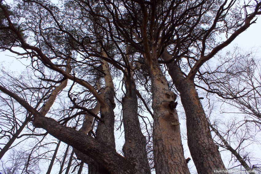 День Седьмого ноября в Усадьбе "Василёво"