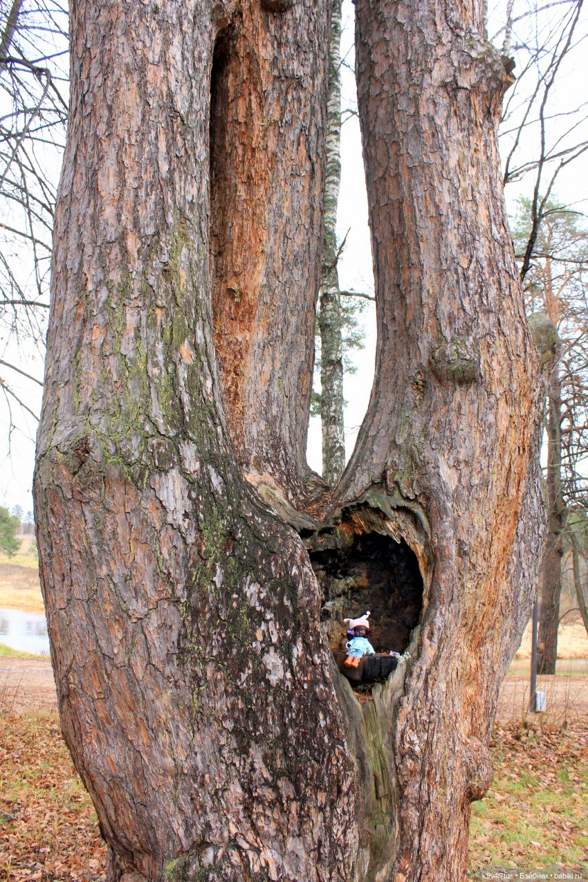 День Седьмого ноября в Усадьбе "Василёво"